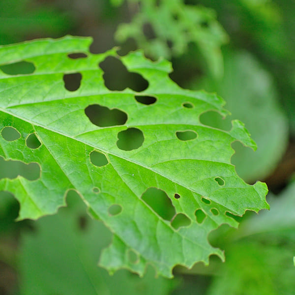 空き家の放置が危険な理由04：草木や草花の繁茂